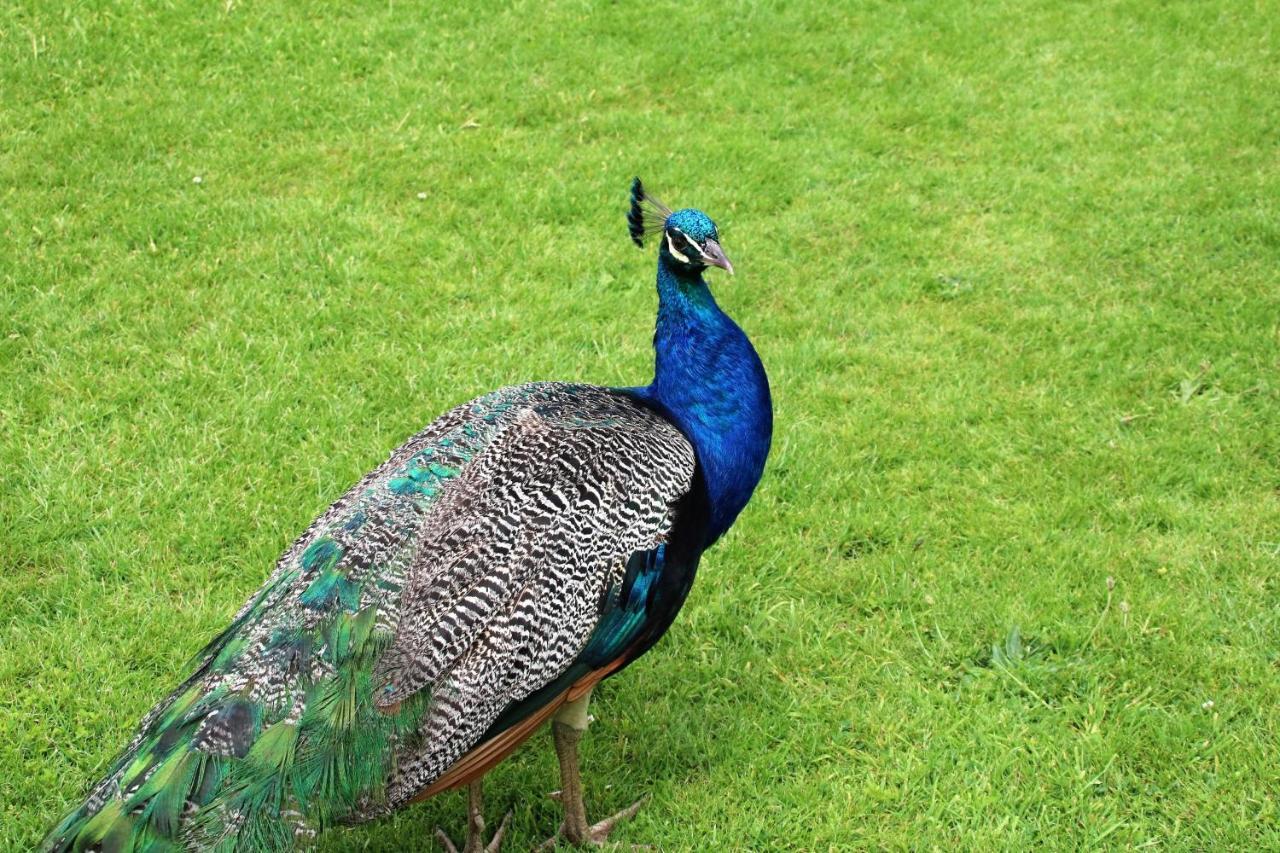 Peacock Villa 达拉索 外观 照片